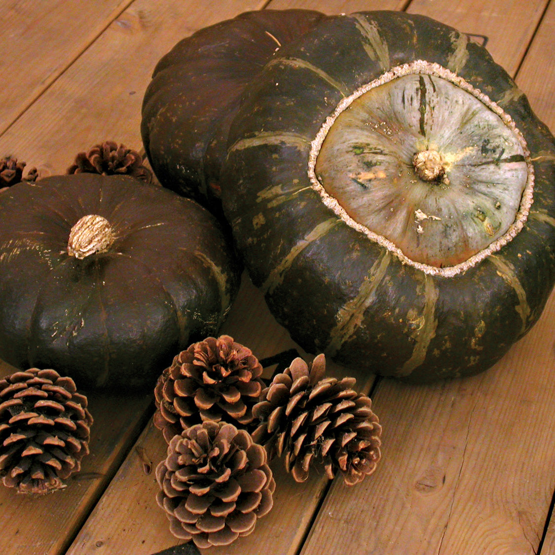 Territorial Seed Company Discus Bush Buttercup Winter Squash