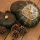 DISCUS BUSH BUTTERCUP-SQUASH WINTER