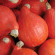 RED KURI-SQUASH WINTER