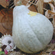 SUGAR HUBBARD-SQUASH WINTER