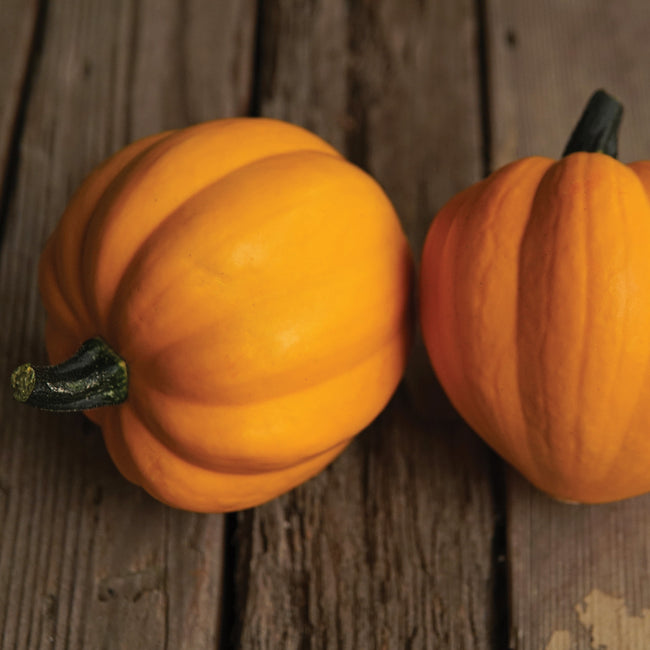 GOLDILOCKS-SQUASH WINTER