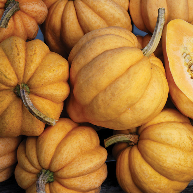 THELMA SANDERS' SWEET POTATO-SQUASH WINTER