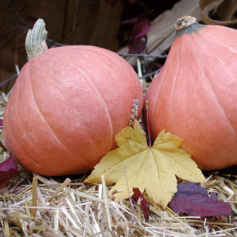 Gold Nugget Winter Squash Seed Territorial Seed