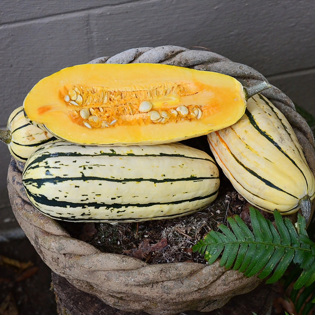 BUSH DELICATA-SQUASH WINTER