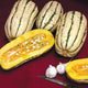 BUSH DELICATA-SQUASH WINTER