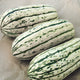 BUSH DELICATA-SQUASH WINTER