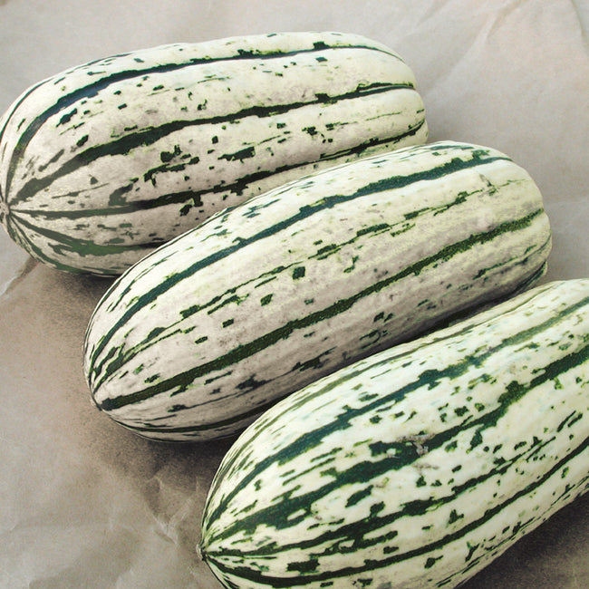 BUSH DELICATA-SQUASH WINTER
