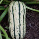 BUSH DELICATA-SQUASH WINTER