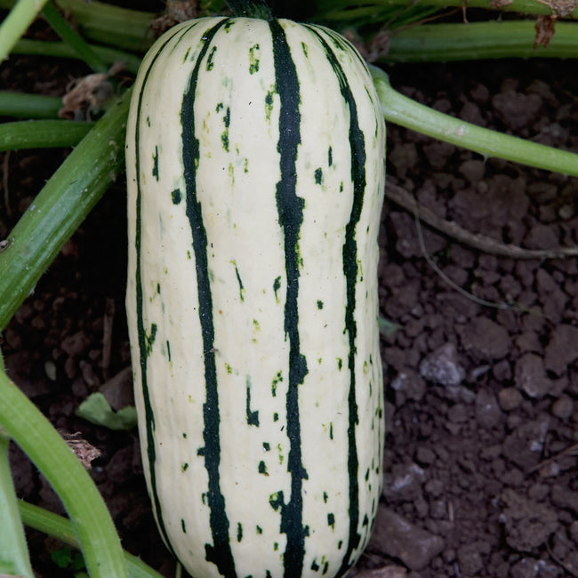 BUSH DELICATA-SQUASH WINTER
