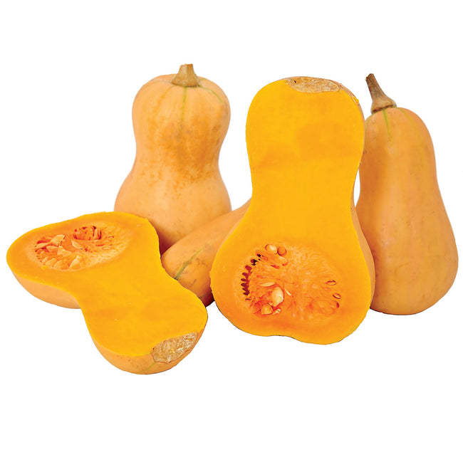 HUNTER-SQUASH WINTER