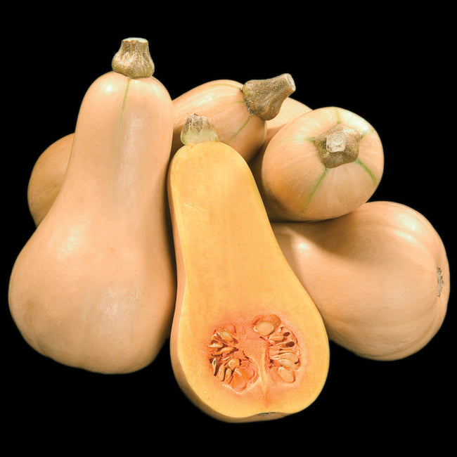 HUNTER-SQUASH WINTER