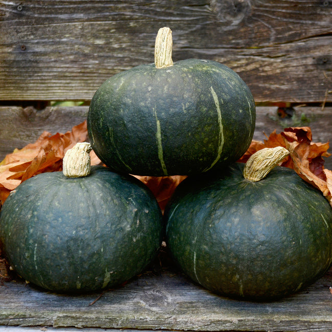 SWEET MAMA-SQUASH WINTER