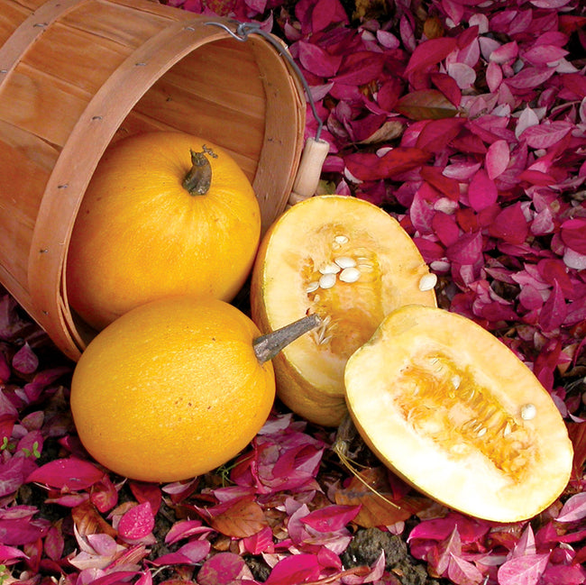 SMALL WONDER-SQUASH WINTER