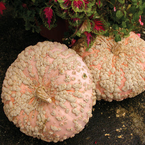 GALEUX D'EYSINES-SQUASH WINTER