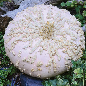 GALEUX D'EYSINES-SQUASH WINTER