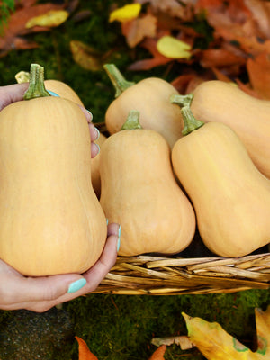 BUTTERBABY-SQUASH WINTER