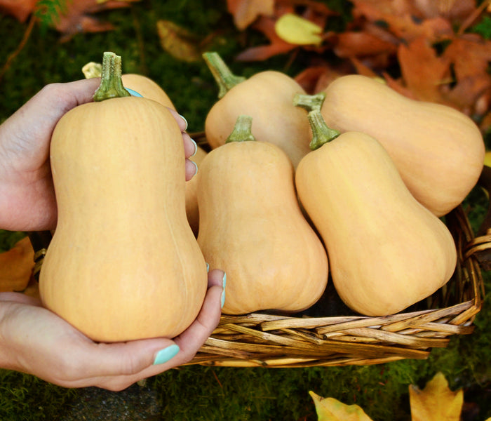BUTTERBABY-SQUASH WINTER