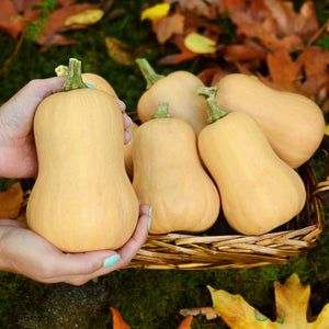 BUTTERBABY-SQUASH WINTER