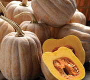 AUTUMN FROST-SQUASH WINTER