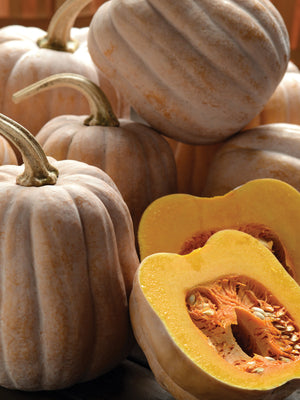 AUTUMN FROST-SQUASH WINTER