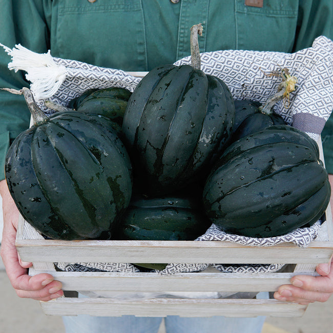 TABLE ACE-SQUASH WINTER