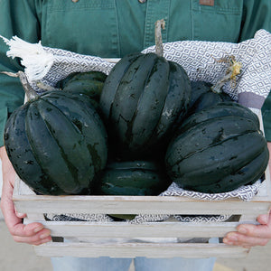 TABLE ACE-SQUASH WINTER