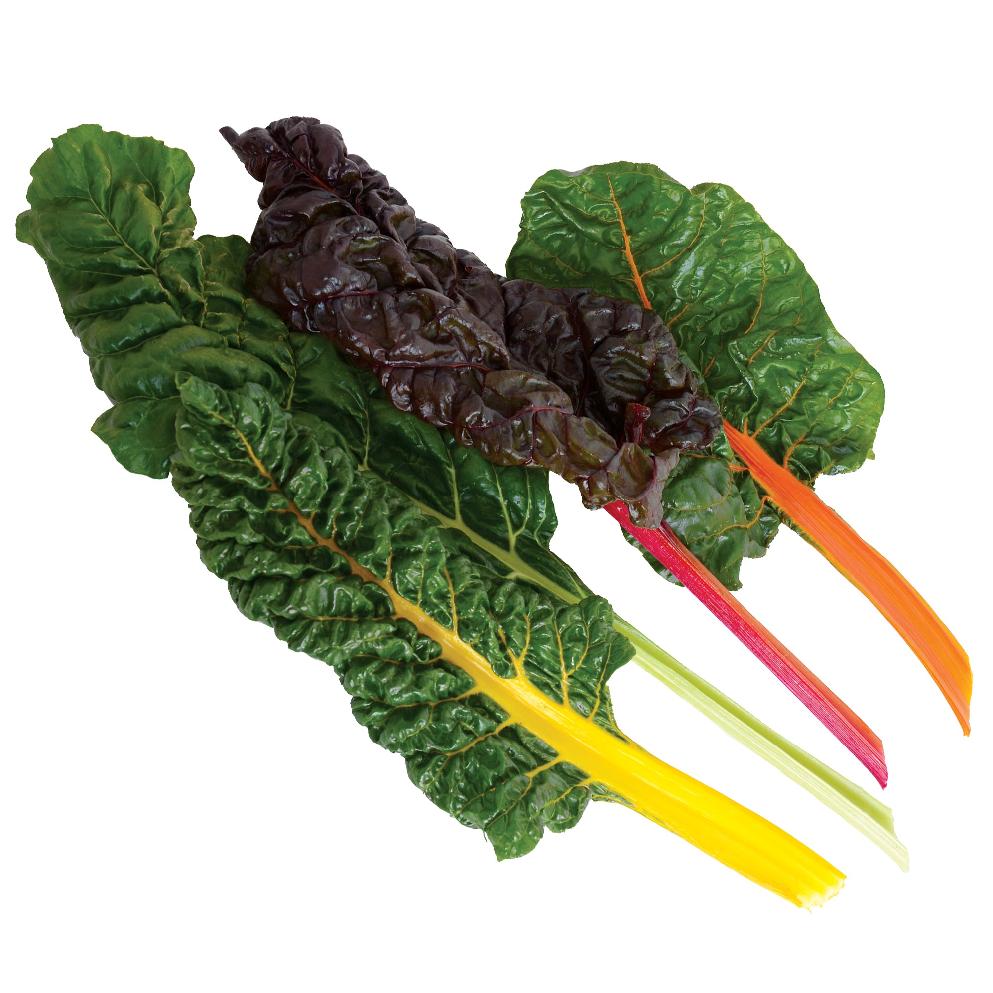 Color Chard Color Mix Swiss Chard Seed Tape | SEED TAPE / 1 Tape | Territorial Seed