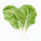 LYON-SWISS CHARD