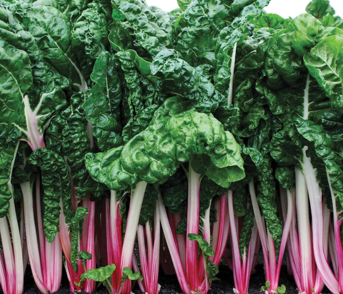 PEPPERMINT-SWISS CHARD