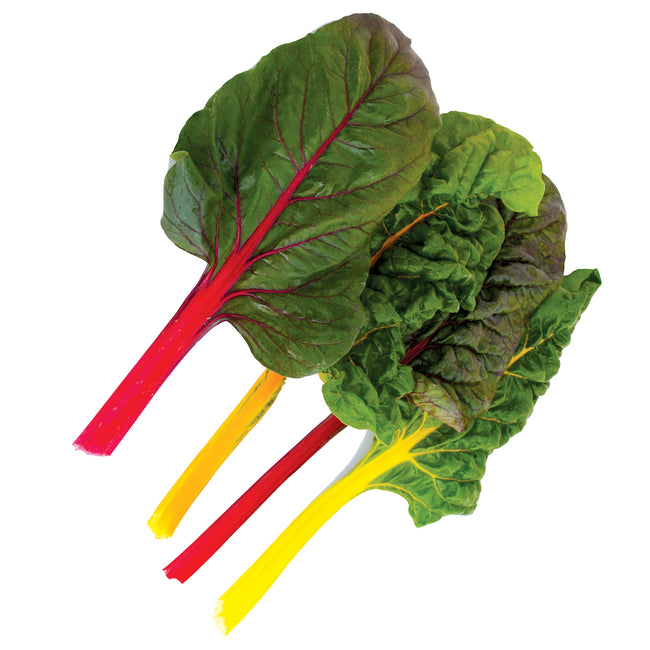 ELECTRIC NEON BLEND-SWISS CHARD
