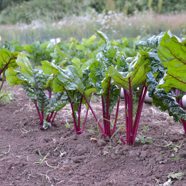 FIRE FRESH-SWISS CHARD