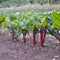 Front view of Fire Fresh Swiss chard showcasing ruby-red stems and medium-dark green oval leaves in garden soil