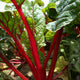 INTENSE SWISS CHARD