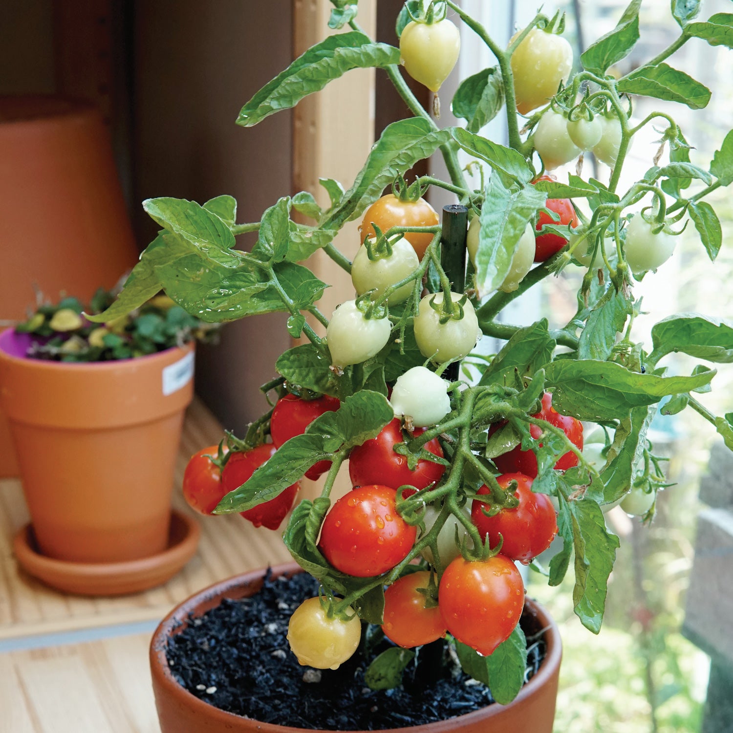 Heartbreakers™ Dora Red Tomatoes Territorial Seed 5754