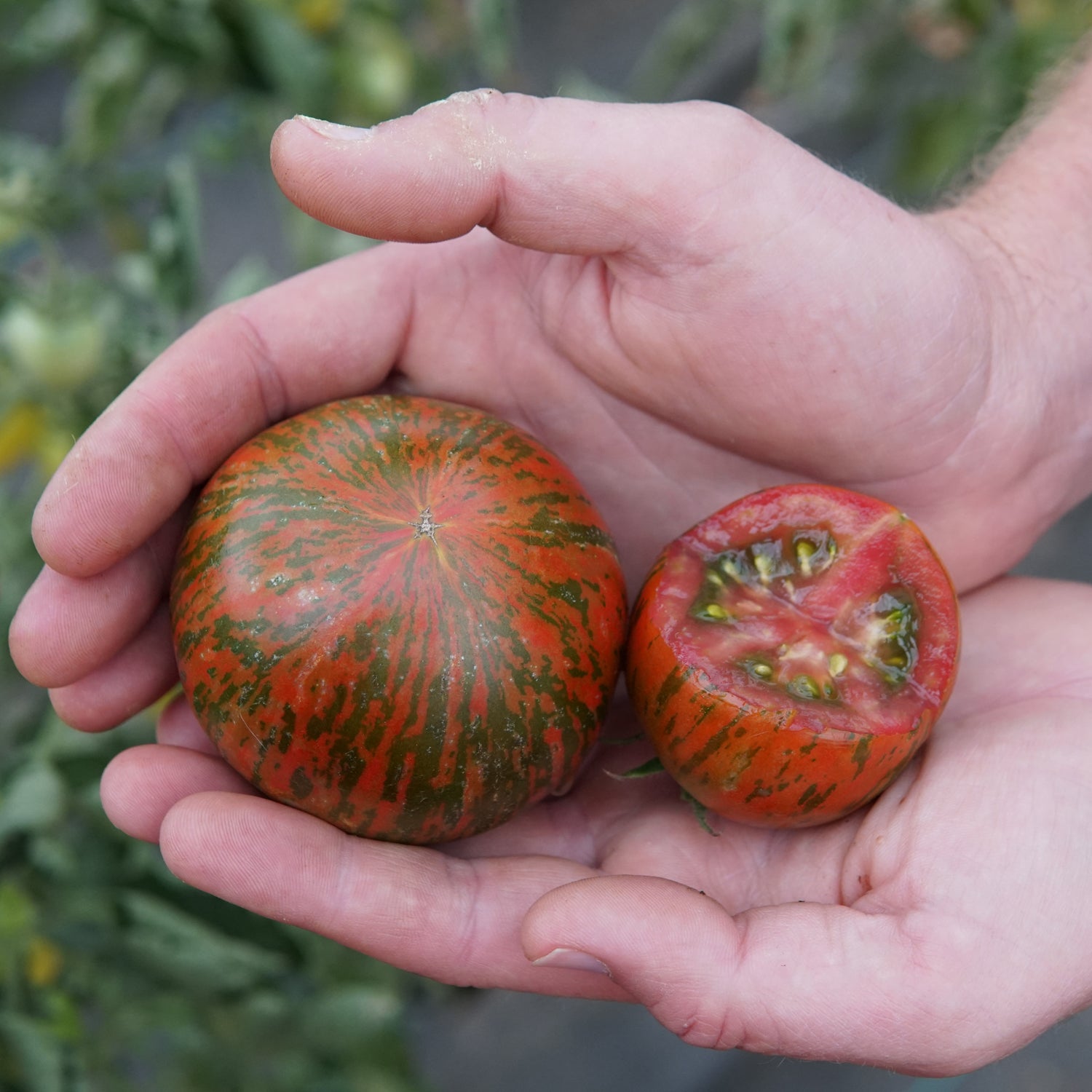 Territorial Seed Company Zebra Tomato - Thumbnail 3