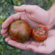 PURPLE ZEBRA-TOMATO