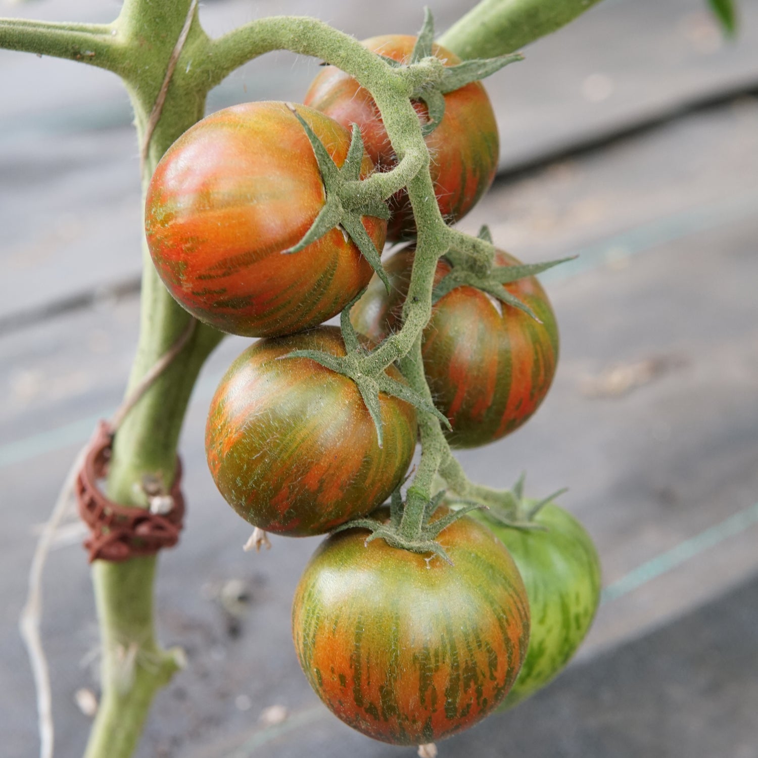 Territorial Seed Company Zebra Tomato - Thumbnail 2
