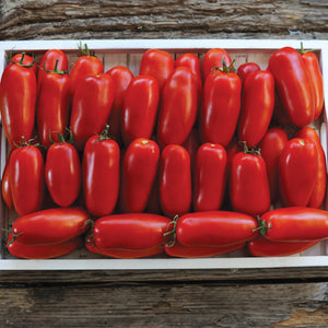 POMODORO SQUISITO-TOMATO