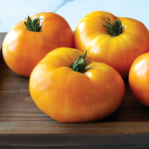 ORANGE BRANDYWINE-TOMATO