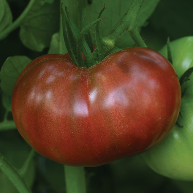 HEIRLOOM MARRIAGE™ CHEROKEE CARBON-TOMATO