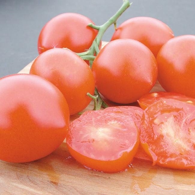 GLACIER-TOMATO