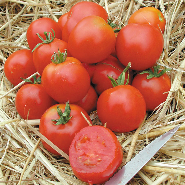 STUPICE-TOMATO