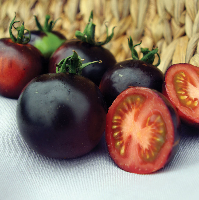 indigo rose tomato seeds Indigo Rose Tomato Seed 20 seeds