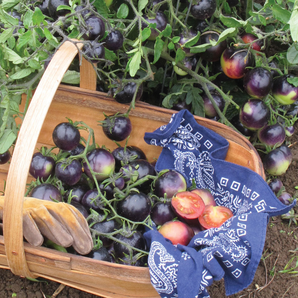 Territorial Seed Company Indigo Rose Tomato Seed - Thumbnail 2