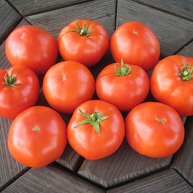 MOUNTAIN MERIT-TOMATO