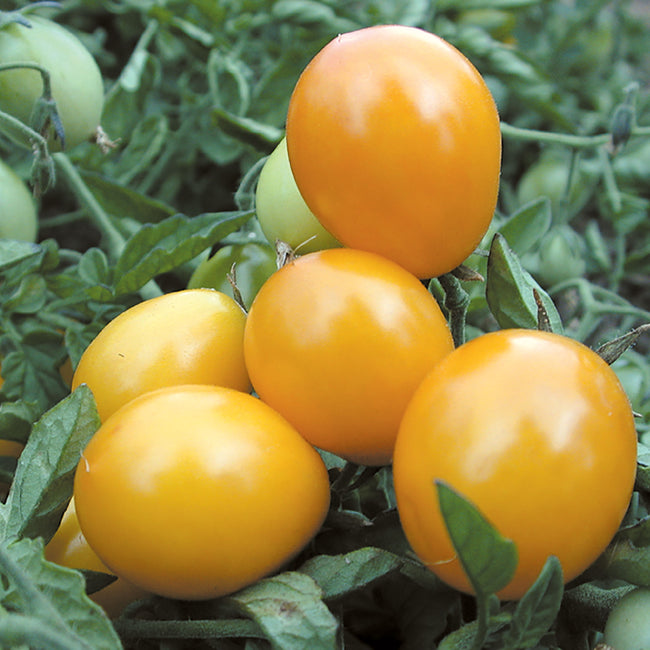 GOLD NUGGET-TOMATO