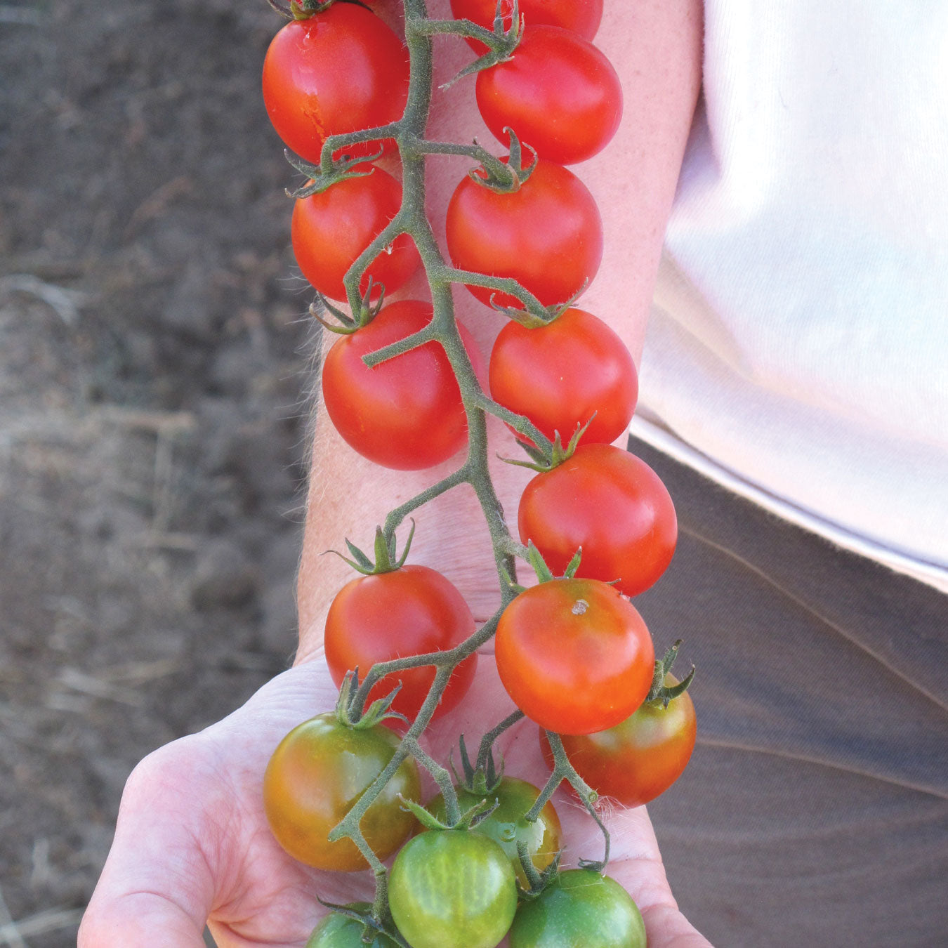 Territorial Seed Company Sweet Million Tomato Seeds - Thumbnail 4