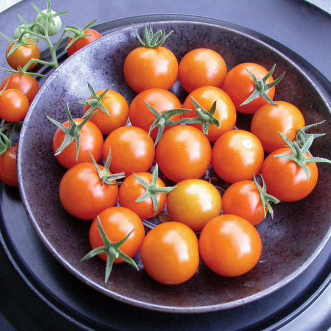 SUNGOLD-TOMATO