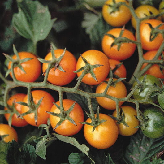 SUNGOLD-TOMATO