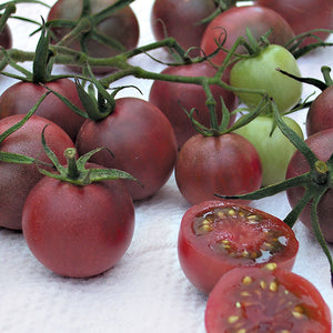 CHOCOLATE CHERRY-TOMATO